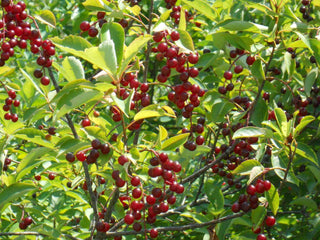 Prunus virginiana <br>CHOKE CHERRY