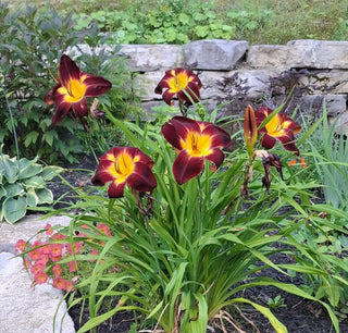 Hemerocalis <br>BLACK RUBY DAYLILY