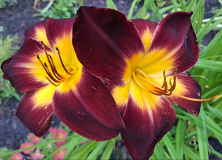 Hemerocalis <br>BLACK RUBY DAYLILY