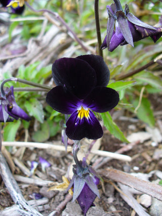 Viola <br>BLACKJACK PANSY