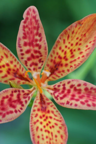 Belamcanda chinensis <br>BLACKBERRY LILY, LEOPARD FLOWER