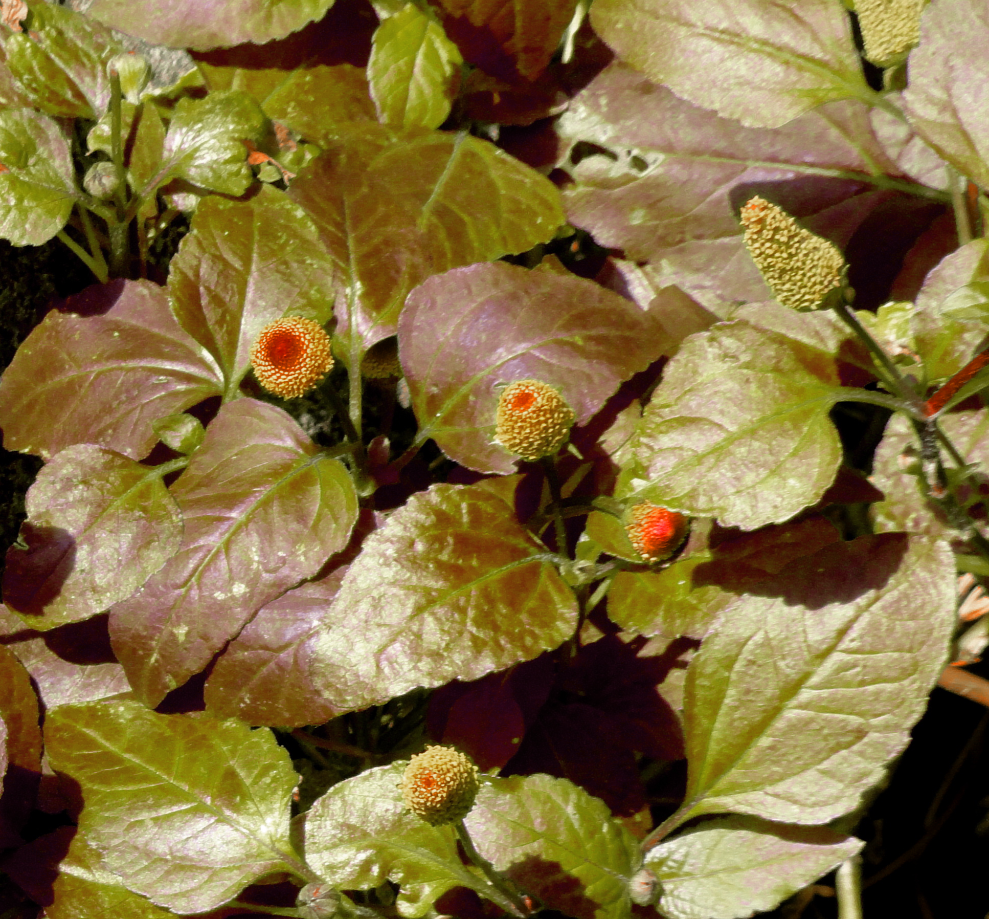 toothache plant seed TOOTHACHE PLANT, PARA CRESS Acmella oleracea purpurea – Ferri Seeds