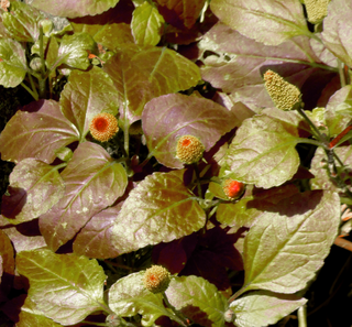 Acmella oleracea purpurea <br>PURPLE-LEAF TOOTHACHE PLANT, PARA CRESS