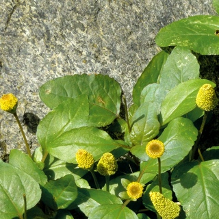 Acmella oleracea viridis <br>TOOTHACHE PLANT, PARA CRESS