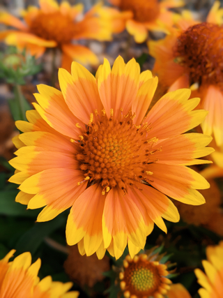 Gaillardia aristata <br>BLANKET FLOWER 'MESA PEACH'