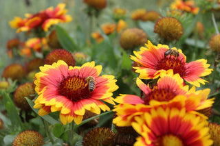 Gaillardia aristata <br>BLANKET FLOWER YELLOW TIPPED RED