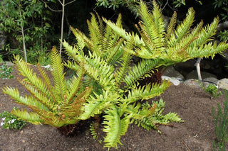 Blechnum auratum <br>GOLDEN CYCLAD LEAF TREE FERN