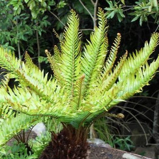 Blechnum buchtienii <br>TREE FERN, CYCLAD LEAF FERN