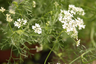 Coriandrum sativum <br>CORIANDER SPICE