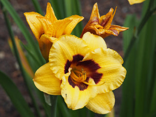 Hemerocalis <br>DAYLILY MINIATURE EARLY BLOOMERS MIX