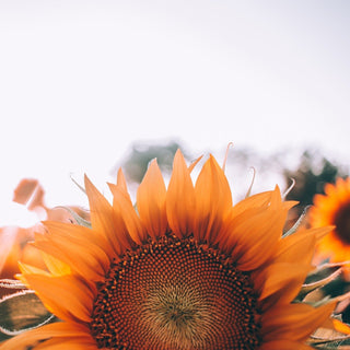 Helianthus <br>SUNFLOWER MIX