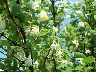 Lonicera caerulea <br>BLUE HONEYSUCKLE, HASKAP, HONEYBERRY, SWEETBERRY