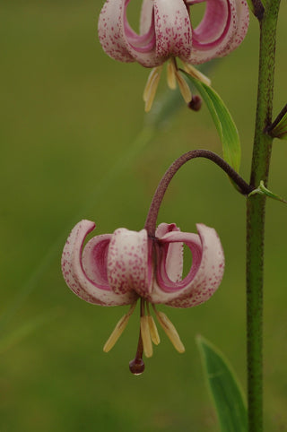 Lilium martagon <br>MIXED COLOURS TURK'S CAP LILY, MICHIGAN LILY
