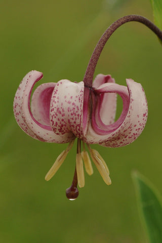 Lilium martagon <br>MIXED COLOURS TURK'S CAP LILY, MICHIGAN LILY