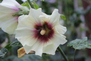 Alcea ficifolia <br>HOLLYHOCK MIX