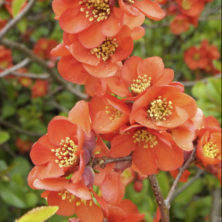 Chaenomeles japonica <br>FLOWERING QUINCE, MAULE'S DWARF FLOWERING JAPANESE QUINCE