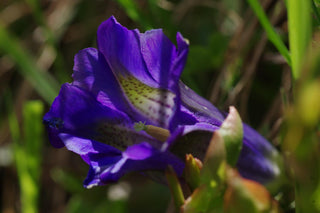 Gentiana dahurica <br>DAHURIAN GENTIAN