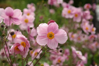 Anemone hupehensis <br>PINK JAPANESE ANEMONE