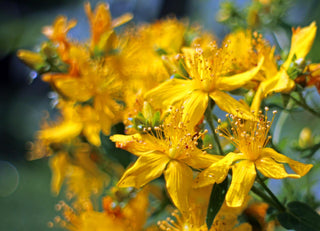 Hypericum perforatum <br>ST JOHN'S WORT