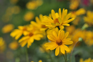 Helianthoides scabra <br>HELIOPSIS 'SUMMER NIGHTS'