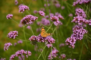 Verbena bonariensis <br>TALL VERBENA, PURPLETOP VERVAIN, BRAZILIAN