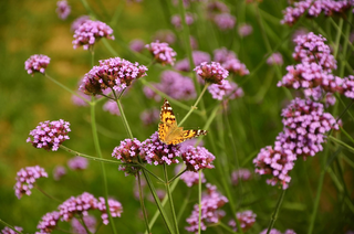 Verbena bonariensis <br>TALL VERBENA, PURPLETOP VERVAIN, BRAZILIAN