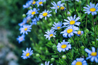 Felicia heterophylla <br>BLUE BLUES DAISY
