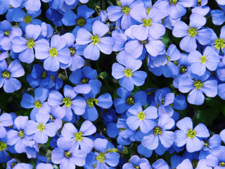 Aubrieta <br>SKY BLUE ROCK CRESS