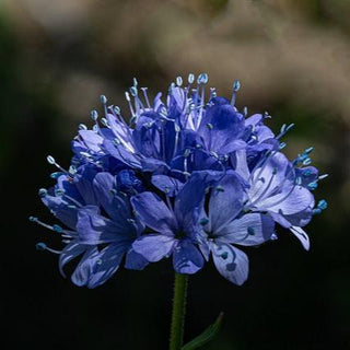 Gilia capitata <br>BLUE GLOBE GILIA