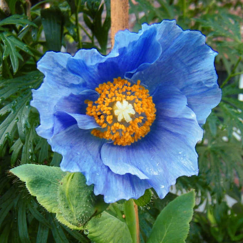 blue poppy flower seeds Meconopsis grandis BLUE POPPY HIMALAYAN TIBETAN – Ferri Seeds