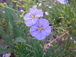 Linum alpinum <br>ALPINE FLAX