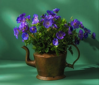 Geranium wallichianum <br>GERANIUM BUXTON'S BLUE