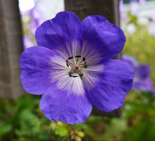 Geranium wallichianum <br>GERANIUM BUXTON'S BLUE