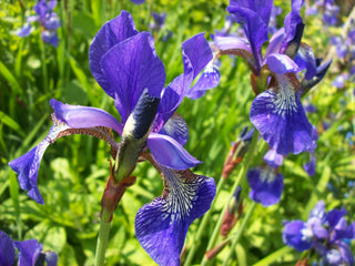 Iris siberica <br>SIBERIAN IRIS <br>Organic