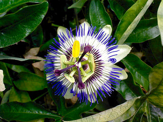 Passiflora caerulea <br>HARDY BLUE PASSION FLOWER