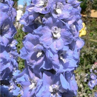 Delphinium elatum <br>DELPHINIUM LILAC LADIES