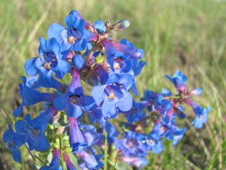 Penstemon cobaea heterophyllus <br>BEARDTONGUE ELECTRIC BLUE!!!