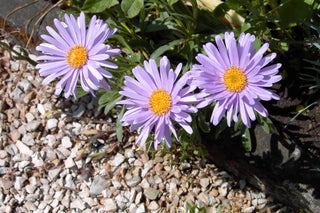 Aster alpinus <br>ASTER ALPINE MIXED COLOURS