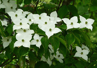 Cornus kousa chinensis <br>CHINESE DOGWOOD