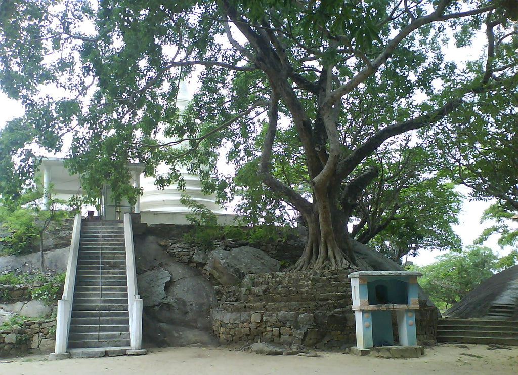 Ficus religiosa SACRED FIG TREE – Ferri Seeds