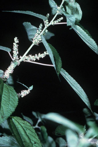 Boehmeria sieboldiana <br>SIEBOLD'S FALSE NETTLE, RAMI