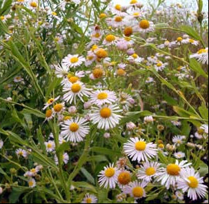 Boltonia decurrens <br>CLASPINGLEAF DOLL'S ASTER, DECURRENT FALSE ASTER
