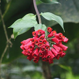 Bomarea <br>COLOMBIAN CLIMBING LILY