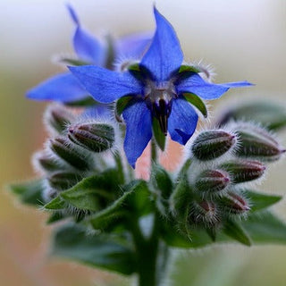 Borago officinalis <br>BORAGE