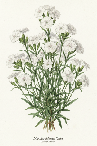 Dianthus deltoides alba <br>DIANTHUS CONFETTI WHITE, MAIDEN PINKS