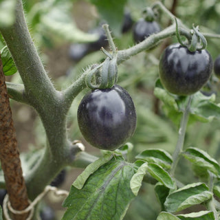 Solanum lycopersicum <br>LITTLE RED N' BLACK TOMATO