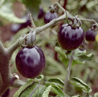 Solanum lycopersicum <br>DARK BLACK CHERRY TOMATO