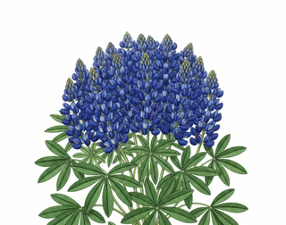 Lupinus polyphyllus <br>LUPIN LUPINI BLUE SHADES (EXTRA-MINI)