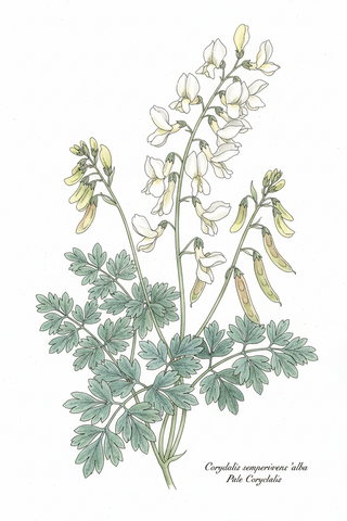Corydalis sempervirens 'alba' PALE CORYDALIS