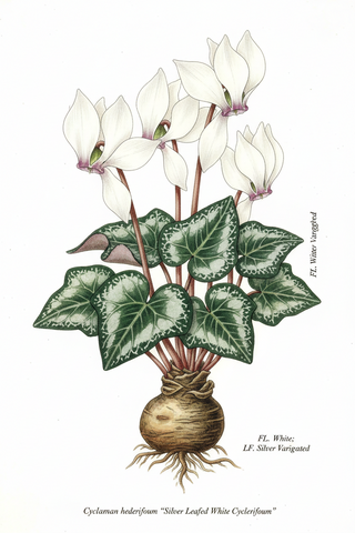 Cyclamen hederifolium SILVER LEAFED WHITE CYCLAMEN